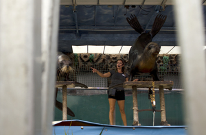 Stefi Slavova is the head animal trainer in the Splash traveling sea lion exhibit. Growing up in Bulgaria, Slavova traveled the world with her family as a circus performer before settling in the United States in the 1980's.
