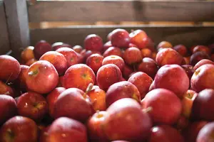 Beak & Skiff Apple Orchards, located in LaFayette, is in the running for USA Today's 