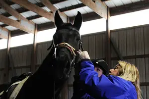 President Kate Starr adjusts a bridle on Sundown, one of more than two dozen horses at Sunshine Horses.