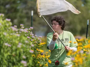 SUNY-ESF graduate student Molly Jacobson has concentrated her research on native pollinators in New York state, studying the benefits of replenished wetlands from their former farmland use.