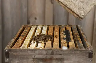 Carlic's bees stay in the hive for the entire winter from October to late April. The bees produce honey twice a year either in July or late September.