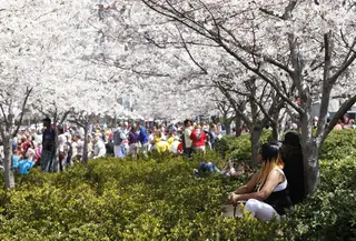 Fans rest under blossoming trees while listening to live concerts in Centennial Park.