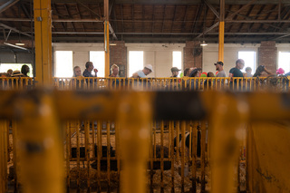 Fairgoers pause to look at the hogs in the Goat, Llama, & Swine Barn of the New York State Fair.