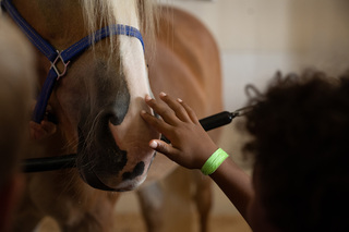 A child carefully strokes a horse's nose at the New York State Fair.