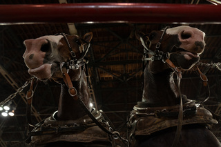 A pair of horses await their turn to pull a truck as far as possible as part of the New York State Fair's Horse Pull horse show at Toyota Coliseum.
