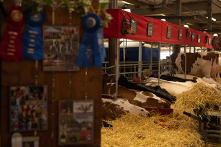 Cows lay down in their hay at the Dairy Cattle Building of the New York State Fair.