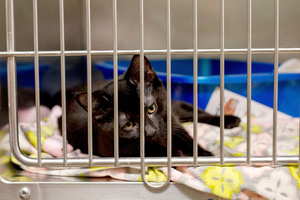 The Central New York Society for the Prevention of Cruelty to Animals has taken around 300 cats since January, and is currently caring for around 60. 