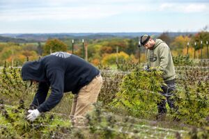 Tap Root Fields of Skaneateles has around a dozen employees cultivating cannabis, hemp and other produce this season after New York state introduced cultivator licenses in March.